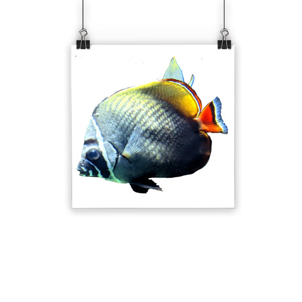 Highland Dunes White Black Fish Classic Unframed Photograph Wayfair